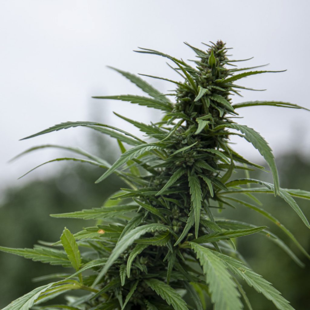 Cannabis Plant 8